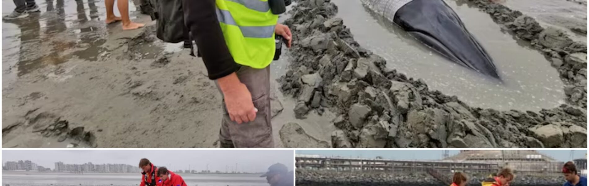 Dwergvinvis van 6 meter aangespoeld in Knokke-Heist: uitzonderlijke reddingsactie houdt dier in leven