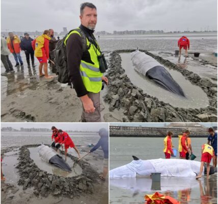 Dwergvinvis van 6 meter aangespoeld in Knokke-Heist: uitzonderlijke reddingsactie houdt dier in leven