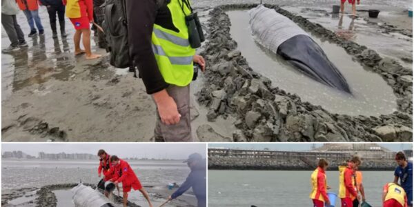 Dwergvinvis van 6 meter aangespoeld in Knokke-Heist: uitzonderlijke reddingsactie houdt dier in leven