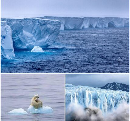 De kolos die ooit de allergrootste ijsberg van de wereld was, smelt razendsnel en zal binnenkort volledig verdwenen zijn.