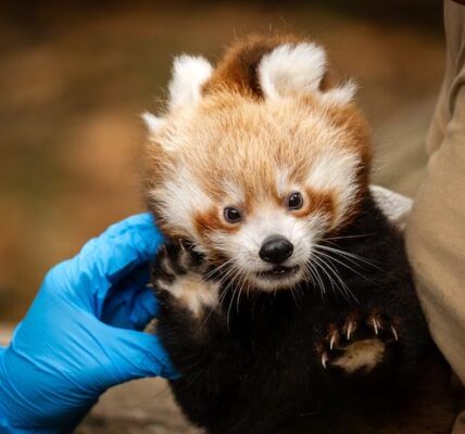 Rode pandatweeling van Planckendael voor het eerst op controle bij dierenarts: “Ze blaken van gezondheid”