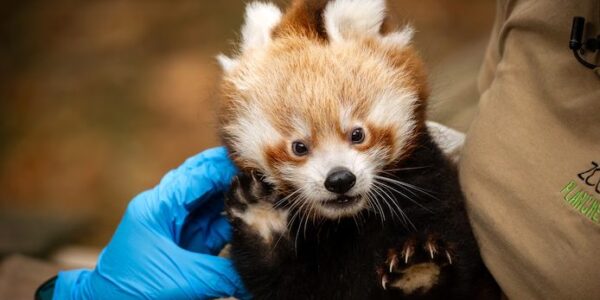 Rode pandatweeling van Planckendael voor het eerst op controle bij dierenarts: “Ze blaken van gezondheid”