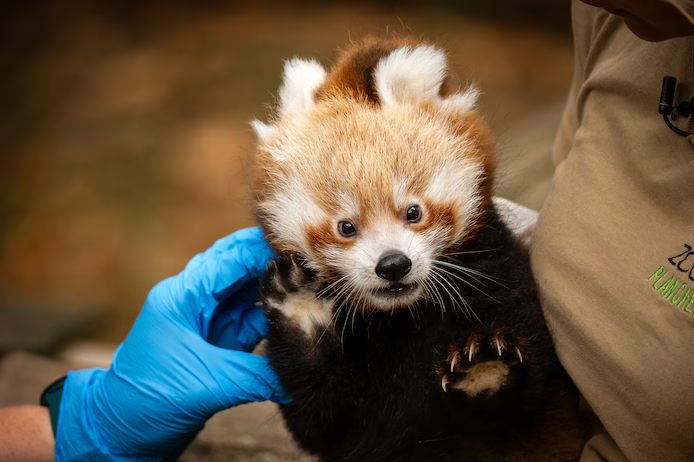Rode pandatweeling van Planckendael voor het eerst op controle bij dierenarts: “Ze blaken van gezondheid”