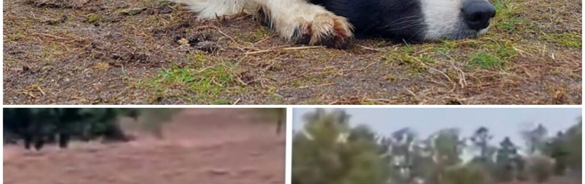 Vermiste hond Daisy werd drie weken geleden ook aangevallen: 'Vrezen het ergste'