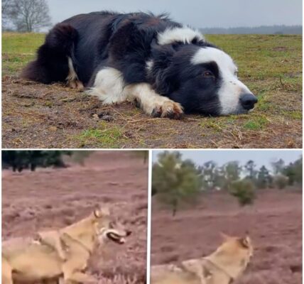 Vermiste hond Daisy werd drie weken geleden ook aangevallen: 'Vrezen het ergste'