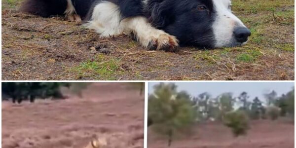 Vermiste hond Daisy werd drie weken geleden ook aangevallen: 'Vrezen het ergste'