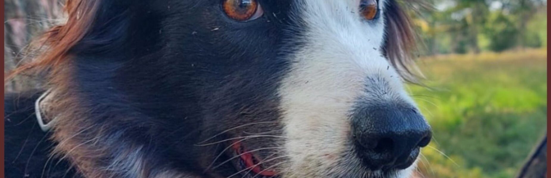 Zoekteams nog steeds op pad: Daisy vermist na wolvenaanval – uw hulp is dringend nodig!