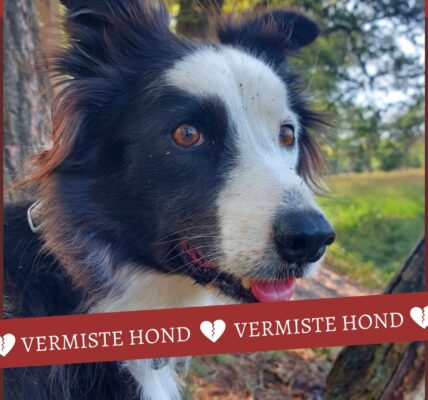 Zoekteams nog steeds op pad: Daisy vermist na wolvenaanval – uw hulp is dringend nodig!