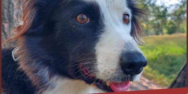 Zoekteams nog steeds op pad: Daisy vermist na wolvenaanval – uw hulp is dringend nodig!