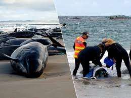 Dode dwergvinvis aangespoeld in Nederland: “Ongeveer dezelfde grootte als dier dat strandde in Heist”