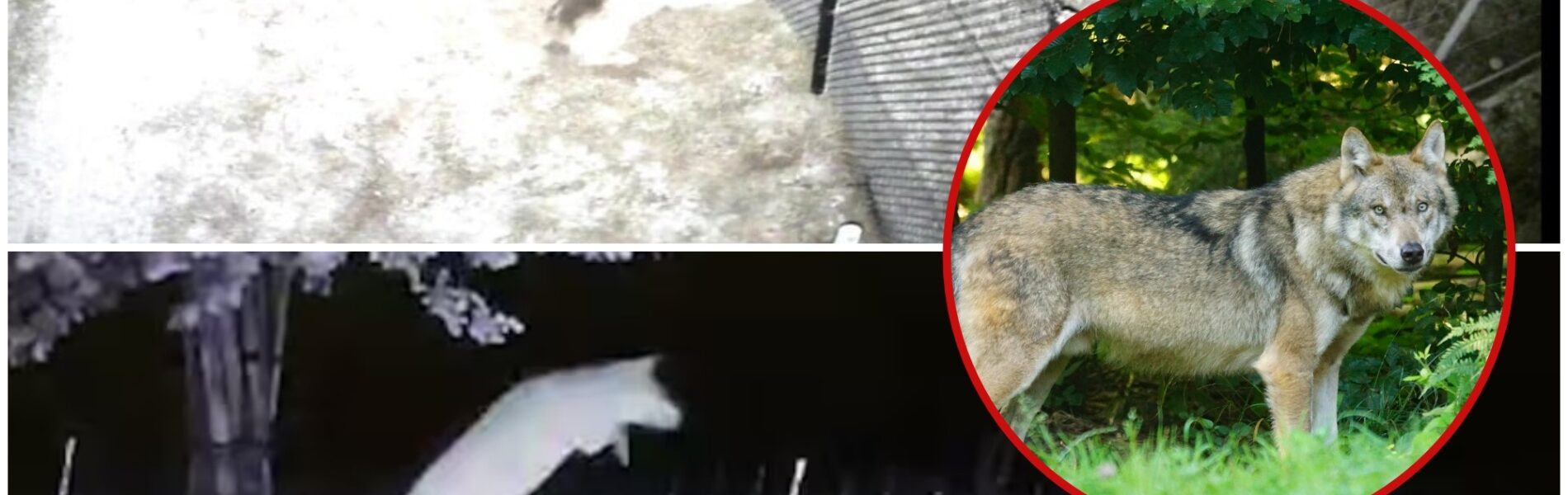 Gelderland geeft groen licht: wolf mag worden afgeschoten