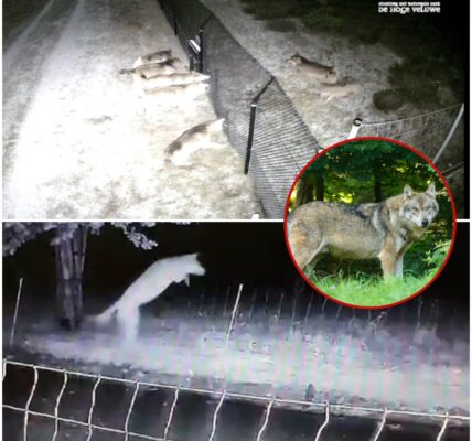 Gelderland geeft groen licht: wolf mag worden afgeschoten