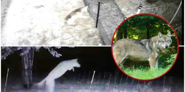 Gelderland geeft groen licht: wolf mag worden afgeschoten