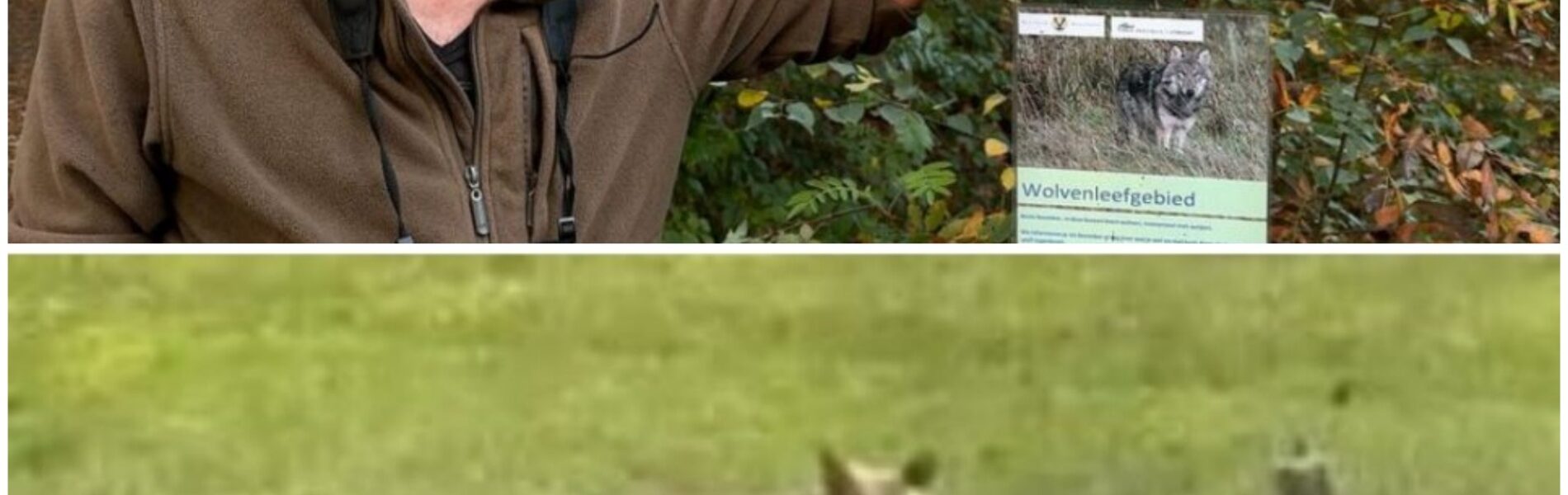 Vrijwilligers waken over wolven op Den Treek: ‘Waar blijven de rustgebieden?’