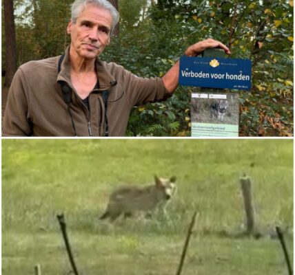 Vrijwilligers waken over wolven op Den Treek: ‘Waar blijven de rustgebieden?’