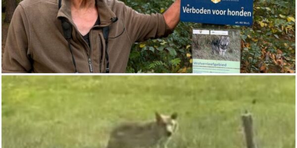 Vrijwilligers waken over wolven op Den Treek: ‘Waar blijven de rustgebieden?’