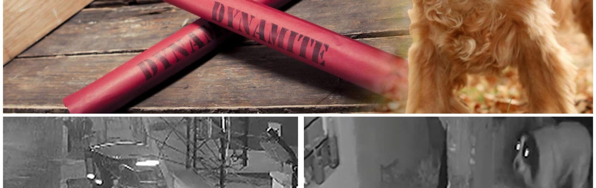 Heldhaftige hond maakt staaf dynamiet onschadelijk en redt haar baasje