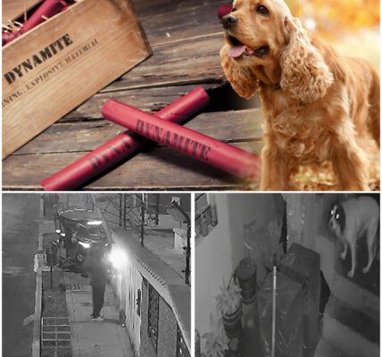 Heldhaftige hond maakt staaf dynamiet onschadelijk en redt haar baasje