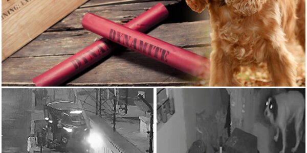 Heldhaftige hond maakt staaf dynamiet onschadelijk en redt haar baasje