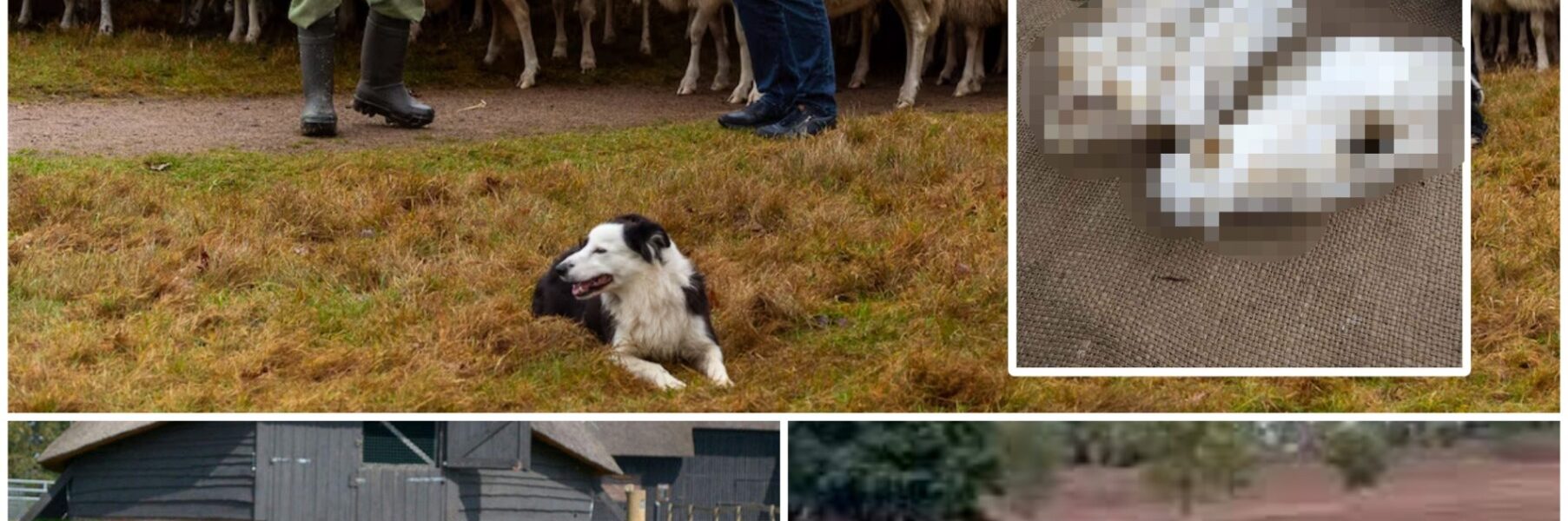 Schaapskudde vreest voor dood hond Daisy na vondst schedel: ‘We zijn er kapot van’