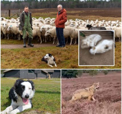 Schaapskudde vreest voor dood hond Daisy na vondst schedel: ‘We zijn er kapot van’