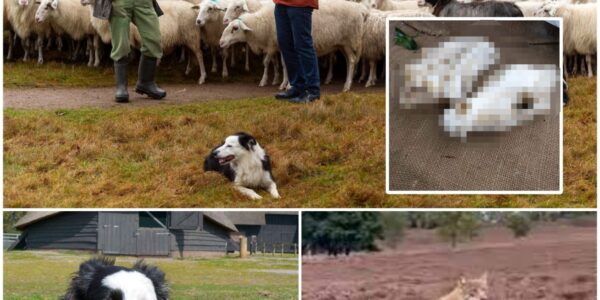 Schaapskudde vreest voor dood hond Daisy na vondst schedel: ‘We zijn er kapot van’