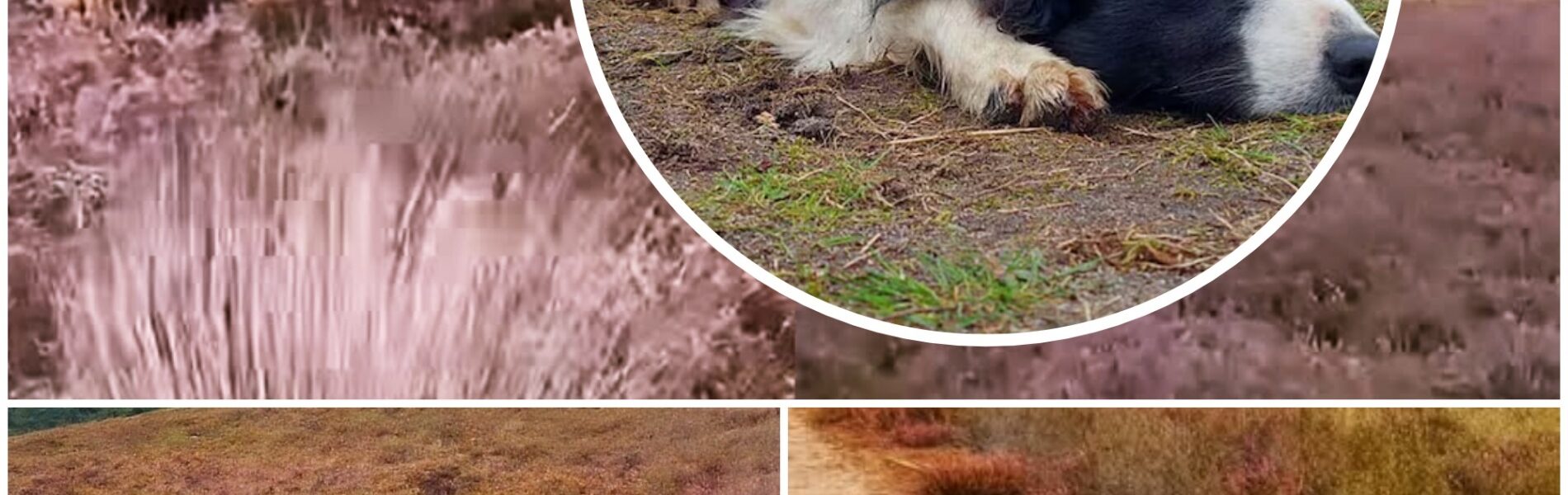 Beruchte wolf die al honden opjoeg, zet nu de achtervolging in op wandelaar!