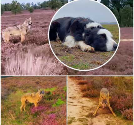 Beruchte wolf die al honden opjoeg, zet nu de achtervolging in op wandelaar!