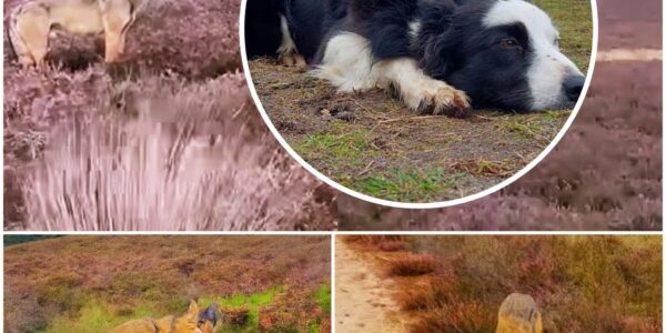Beruchte wolf die al honden opjoeg, zet nu de achtervolging in op wandelaar!