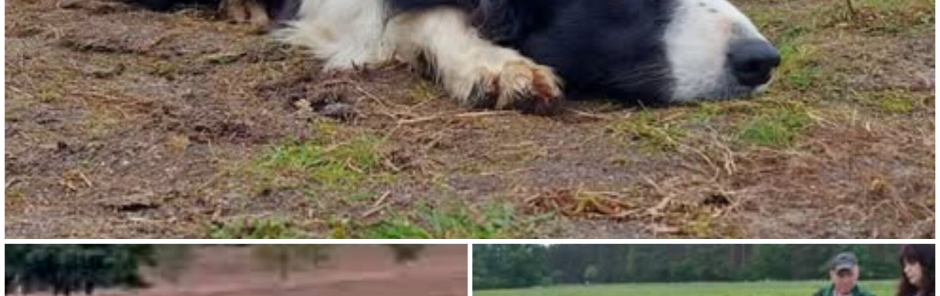 Door wolf gebeten schaapshond Daisy leeft waarschijnlijk niet meer, schedel gevonden