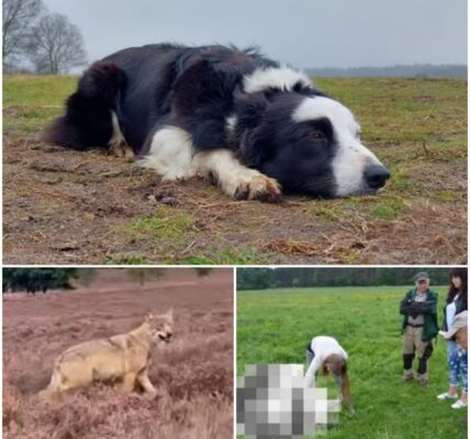 Door wolf gebeten schaapshond Daisy leeft waarschijnlijk niet meer, schedel gevonden