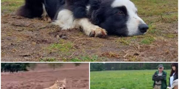 Door wolf gebeten schaapshond Daisy leeft waarschijnlijk niet meer, schedel gevonden