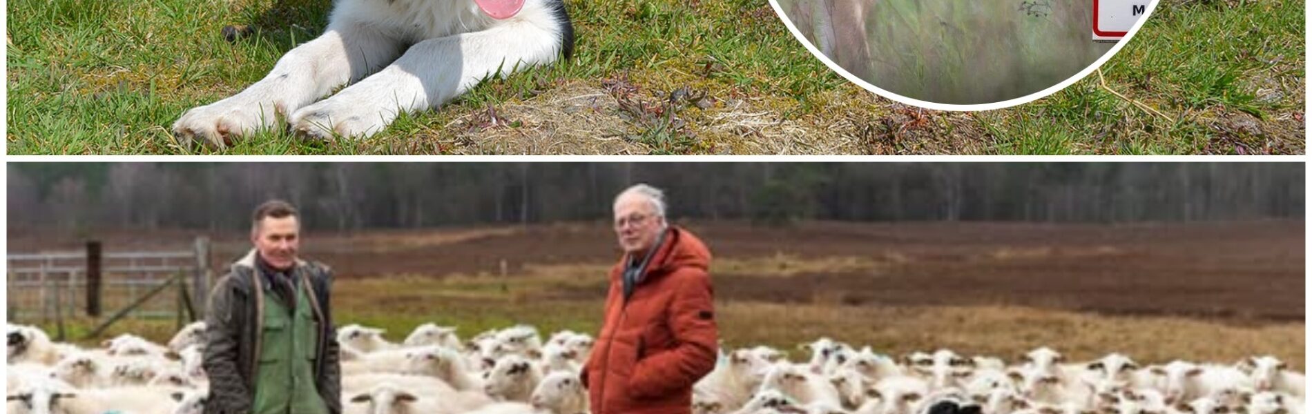 DAISY IS NIET MEER!!!!!!!!!!! Het slechtst denkbare scenario is uitgekomen: het staat voor 99% vast dat Daisy niet meer leeft. Ze is vermoord door een wolf.