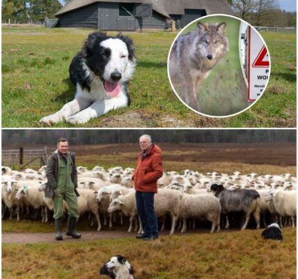 DAISY IS NIET MEER!!!!!!!!!!! Het slechtst denkbare scenario is uitgekomen: het staat voor 99% vast dat Daisy niet meer leeft. Ze is vermoord door een wolf.