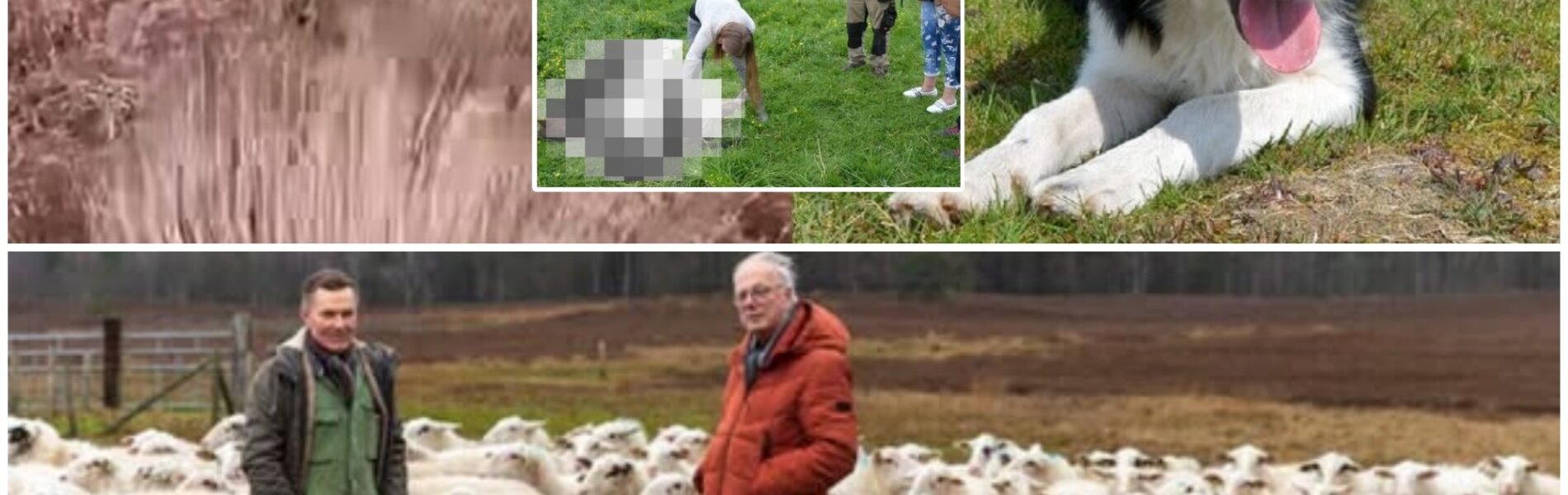 Herder van hond Daisy die werd gegrepen geeft update na zoektocht: ‘Wat we hebben gevonden is een nachtmerrie!’