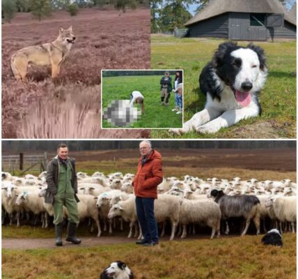 Herder van hond Daisy die werd gegrepen geeft update na zoektocht: ‘Wat we hebben gevonden is een nachtmerrie!’