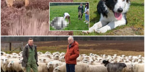 Herder van hond Daisy die werd gegrepen geeft update na zoektocht: ‘Wat we hebben gevonden is een nachtmerrie!’