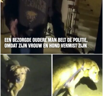 Hond leidt agent naar 86-jarige vrouw die gevallen is tijdens hun wandeling: "En ik ben zelfs zijn baasje niet, ik ben zijn oma"