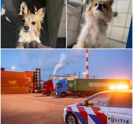 Zeehavenpolitie neemt drie verwaarloosde puppy’s in beslag tijdens transportcontrole in Terneuzen
