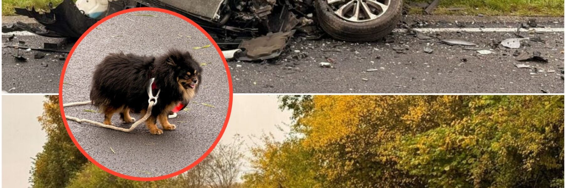 Tragödie in der Eifel! Ein treuer Hund verliert sein Frauchen bei einem tödlichen Unfall – rührende Szenen am Unglücksort.