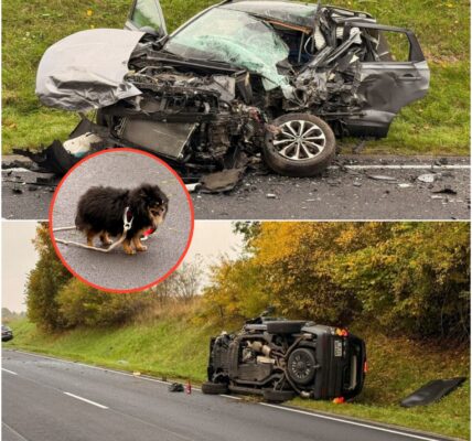 Tragödie in der Eifel! Ein treuer Hund verliert sein Frauchen bei einem tödlichen Unfall – rührende Szenen am Unglücksort.