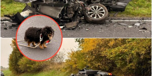 Tragödie in der Eifel! Ein treuer Hund verliert sein Frauchen bei einem tödlichen Unfall – rührende Szenen am Unglücksort.