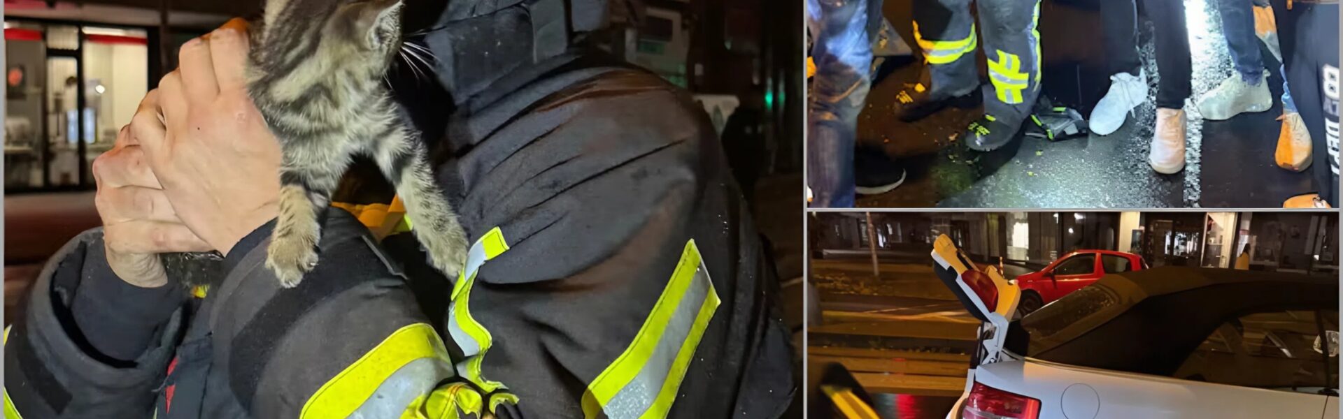 Katze reist 240 km im Radkasten: Dramatische Rettung rührt ganz Deutschland 👇