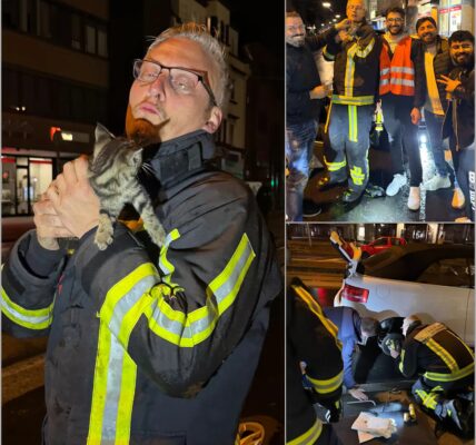 Katze reist 240 km im Radkasten: Dramatische Rettung rührt ganz Deutschland 👇