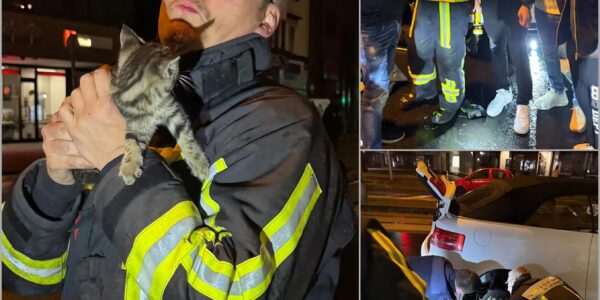 Katze reist 240 km im Radkasten: Dramatische Rettung rührt ganz Deutschland 👇