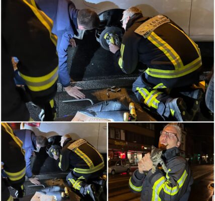 Von Hannover bis Bochum: Wie eine kleine Katze 240 km „heimlich mitfuhr“