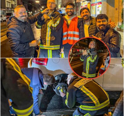 Unglaubliche Rettung: Katze reist 240 km versteckt im Auto – was sie uberlebt hat, ruhrt alle zu Tränen!