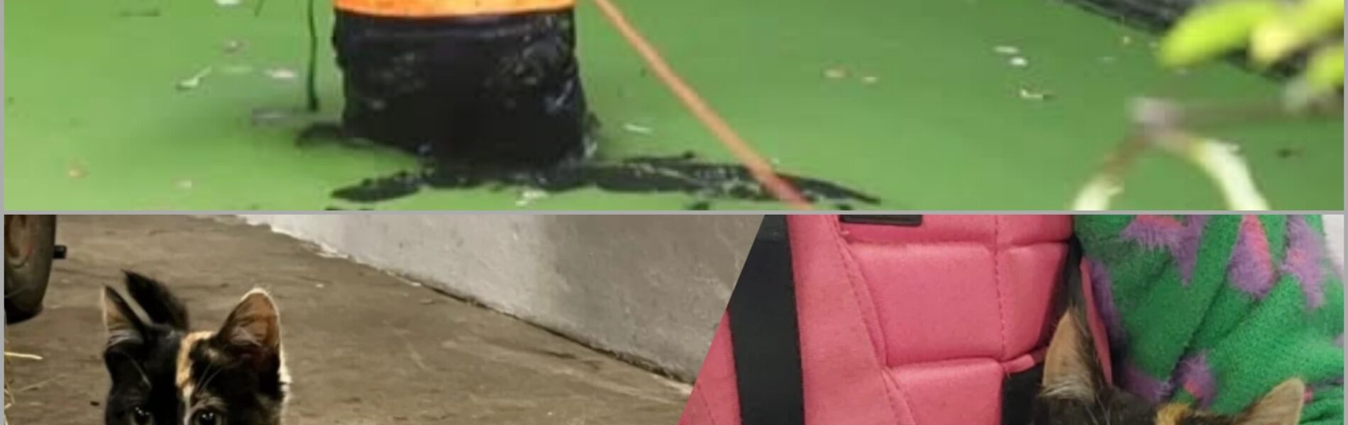 Kat ontsnapt aan verdrinkingsgevaar op het nippertje – brandweer Den Haag biedt hulp👇