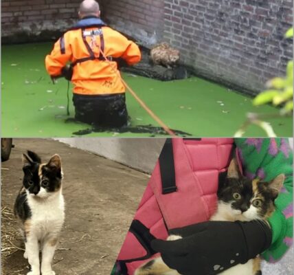 Kat ontsnapt aan verdrinkingsgevaar op het nippertje – brandweer Den Haag biedt hulp👇