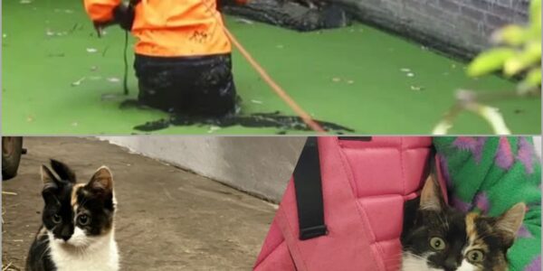 Kat ontsnapt aan verdrinkingsgevaar op het nippertje – brandweer Den Haag biedt hulp👇
